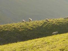 Troupeau de moutons en paturage